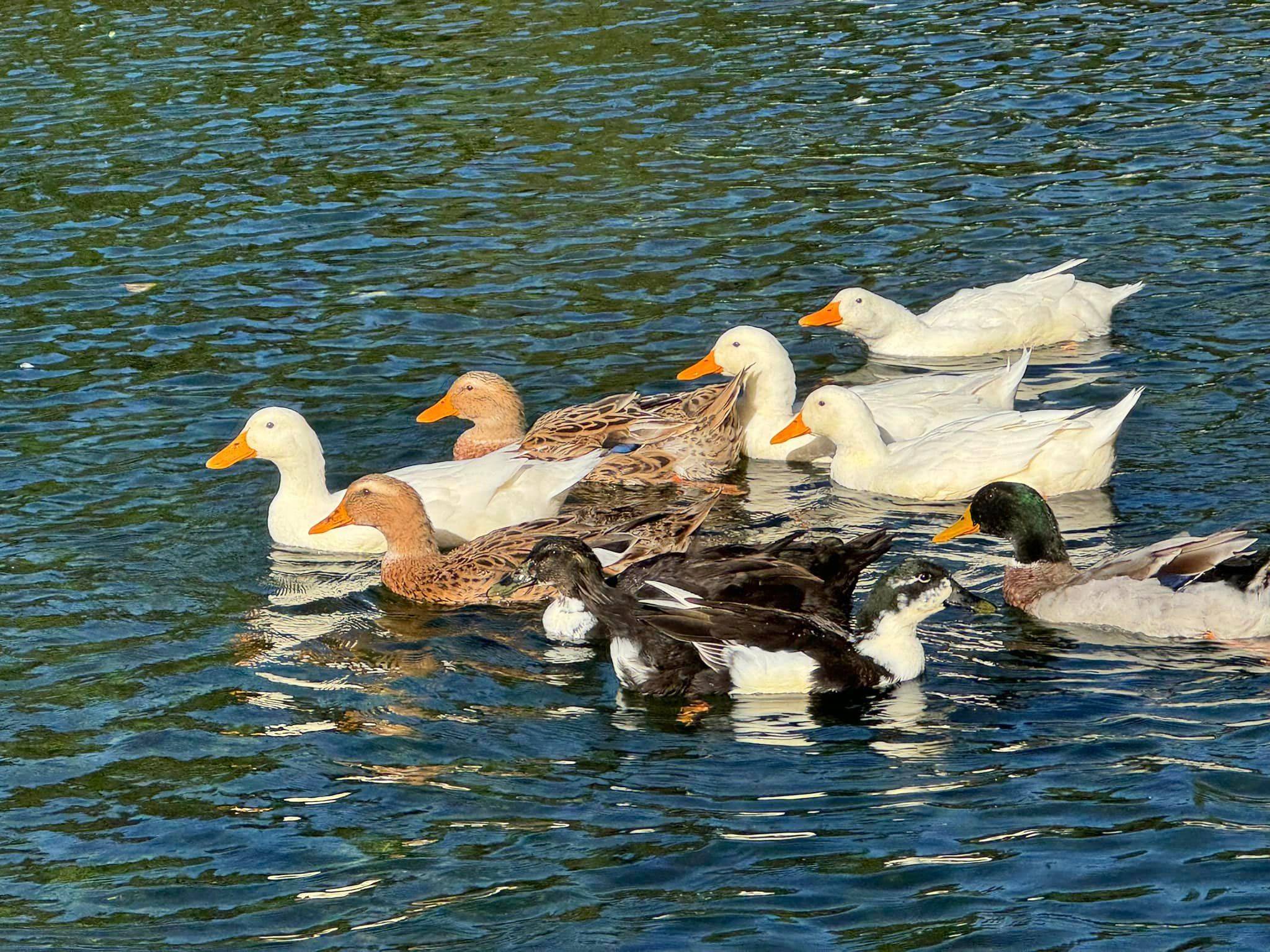  Патици в езерото 